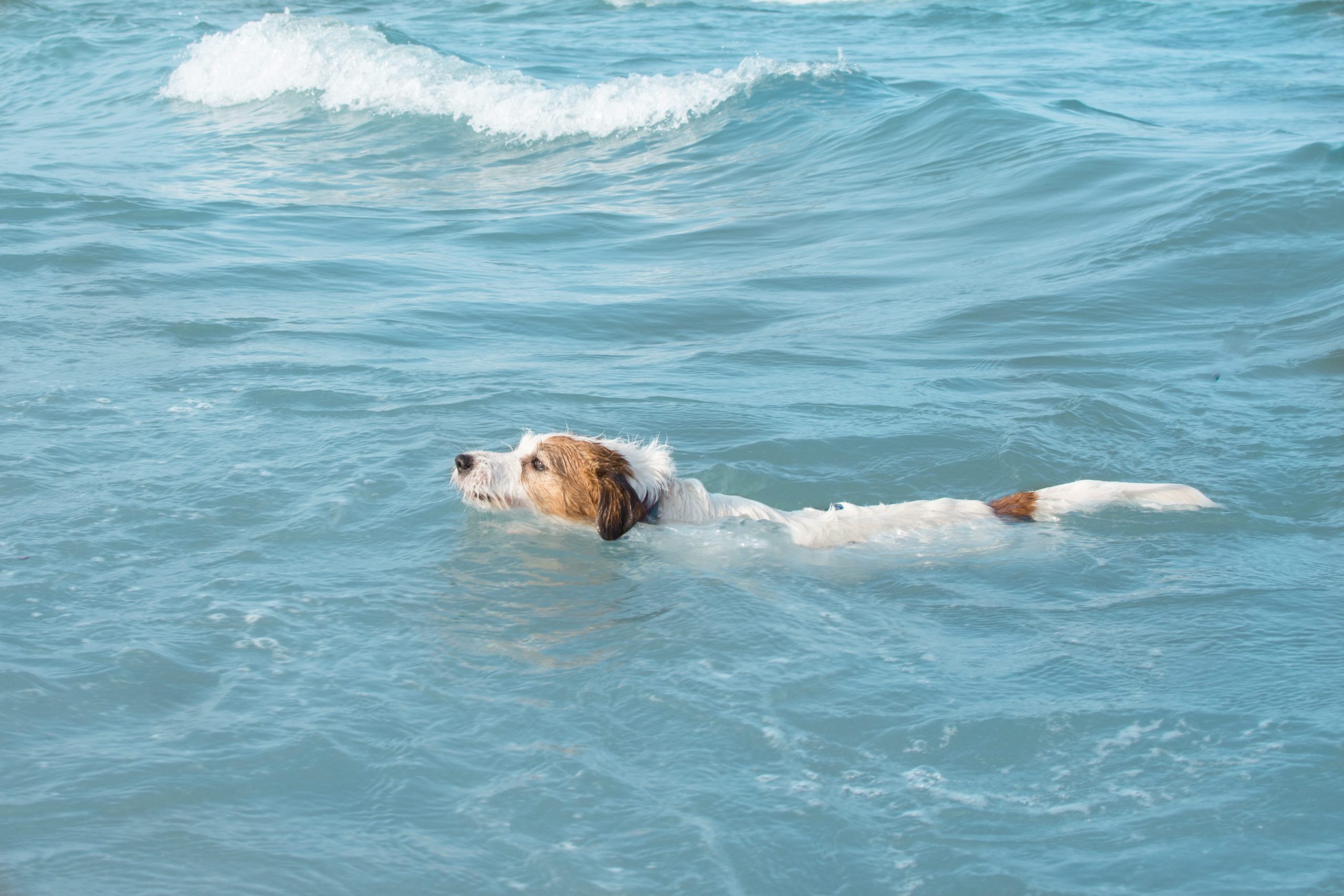 pet friendly villa
